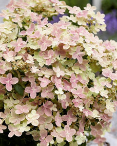 Bild von Hydrangea